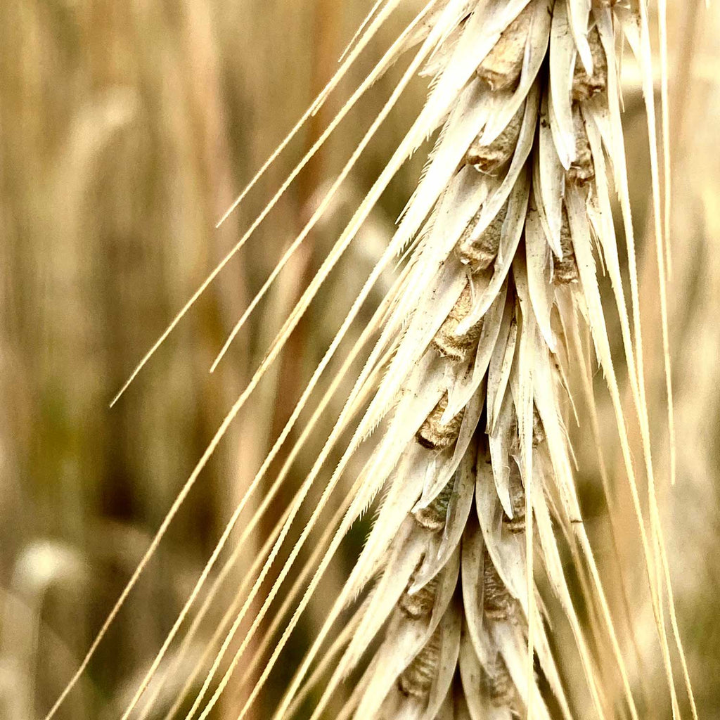 Blue Corn and Cracked Rye Hot Cereal