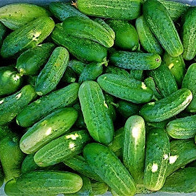 planting pickling cucumber seeds Homemade Pickles Cucumber (Cucumis sativus)