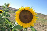 Hungarian Sunflower (Helianthus annuus) -  Pueblo Seed & Food Co | Cortez, Colorado