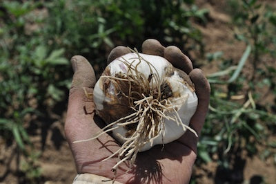 chianti rose tomato seeds Chianti Rose Tomato (Solanum lycopersicum)