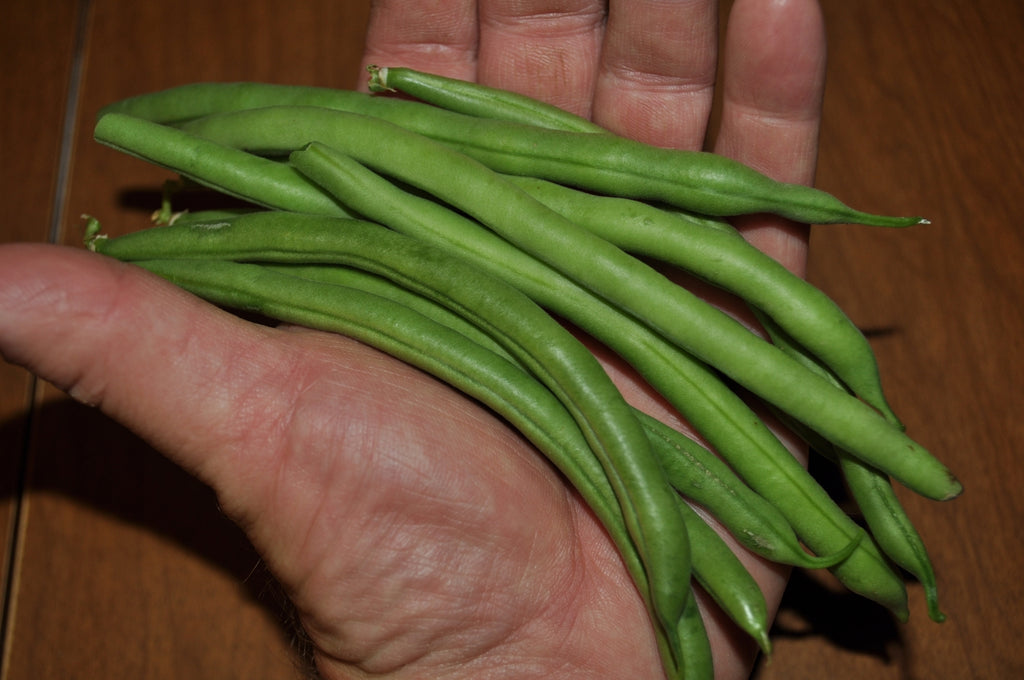 jade green beans plant Jade Green Bean (Phaseolus vulgaris)