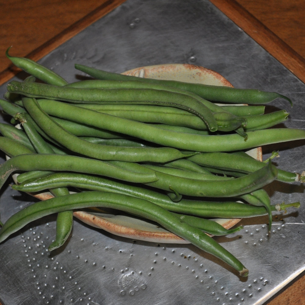 jade green beans plant Jade Green Bean (Phaseolus vulgaris)