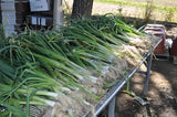 King Richard Leek (Allium ampeloprasum var. porrum) -  Pueblo Seed & Food Co | Cortez, Colorado
