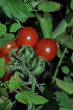 Peacevine Cherry Tomato (Solanum lycopersicum) -  Pueblo Seed & Food Co | Cortez, Colorado