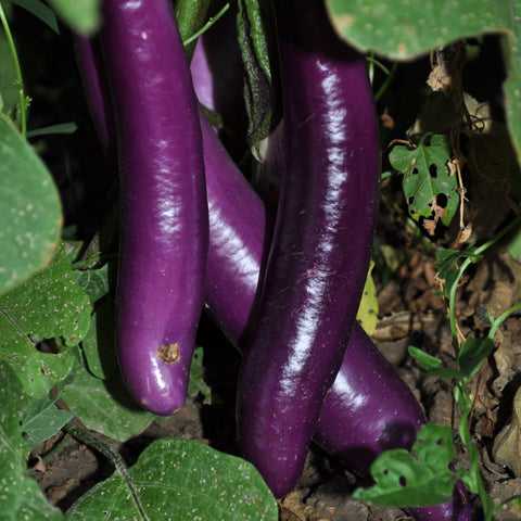 PingTung (Solanum melongena) -  Pueblo Seed & Food Co | Cortez, Colorado