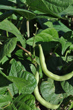 Provider Bean ( Phaseolus vulgaris) -  Pueblo Seed & Food Co | Cortez, Colorado