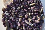 High Elevation Seed Bundle -  Pueblo Seed & Food Co | Cortez, Colorado