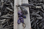 Purple Guatemalan Fava Bean (Vicia faba) -  Pueblo Seed & Food Co | Cortez, Colorado