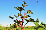 Red Velvet Okra (Abelmoschus esculentus) -  Pueblo Seed & Food Co | Cortez, Colorado