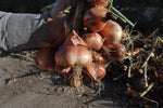 Sante Shallot (Allium cepa var. aggregatum) -  Pueblo Seed & Food Co | Cortez, Colorado