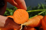 Scarlet Nantes Carrot (Daucus carota) -  Pueblo Seed & Food Co | Cortez, Colorado