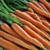 Scarlet Nantes Carrot (Daucus carota) -  Pueblo Seed & Food Co | Cortez, Colorado
