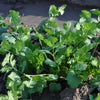 Sunmaster Cilantro (Coriandrum sativum) -  Pueblo Seed & Food Co | Cortez, Colorado