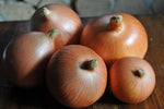 Valencia Onion (Allium cepa) -  Pueblo Seed & Food Co | Cortez, Colorado